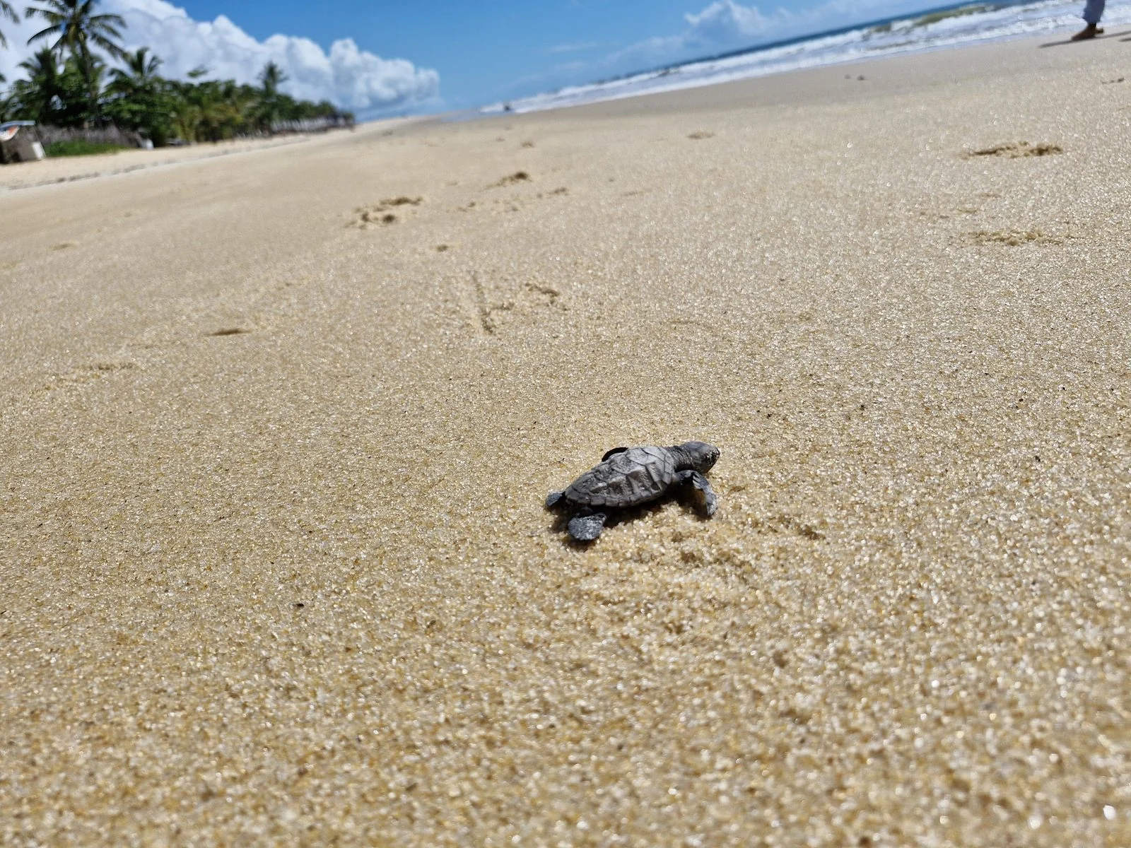 Filhote de tartaruga marinha na areia da Praia dos Coqueiros
